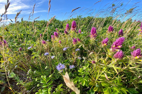 Kleurrijke wilde bloemen en gras onder een blauwe lucht bij een vakantiehuis in Store Fuglede, Denemarken.