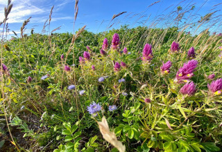 Farverige vilde blomster og græs under blå himmel ved et sommerhus i Store Fuglede, Danmark.
