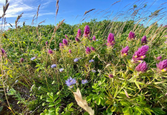 Farverige vilde blomster og græs under blå himmel ved et sommerhus i Store Fuglede, Danmark.