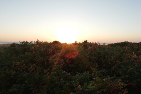 Atardecer sobre arbustos vistos desde una casa de vacaciones para 6 personas en Store Fuglede, Dinamarca