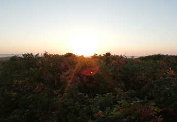 Atardecer sobre arbustos vistos desde una casa de vacaciones para 6 personas en Store Fuglede, Dinamarca