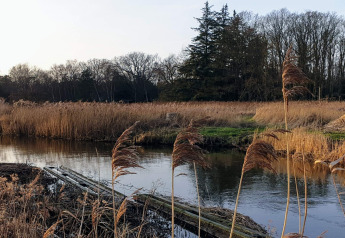 Idyllisk udsigt over å og siv ved feriehus i Store Fuglede, Danmark, omgivet af træer og natur.