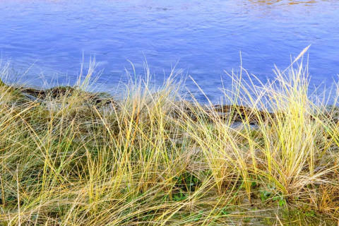 Erbe dorate crescono sulla riva di un lago vicino a Store Fuglede, Danimarca, vicino a uno chalet.