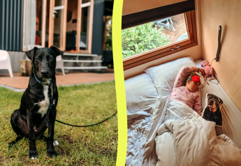 Un chien noir est assis devant une cabane, tandis qu'à l'intérieur, un enfant dort avec un coussin à l'effigie d'un chien.