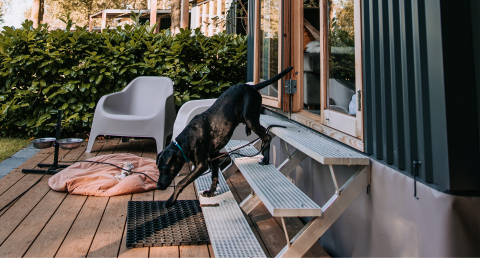 Schwarzer Hund auf Treppe vor der Klapkot-Hütte, Haustiere erlaubt, Recreatiepark De Achterste Hoef, Niederlande.