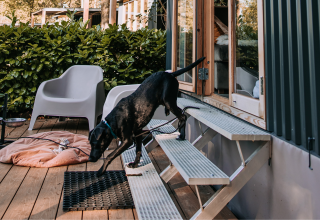 Perro negro en escalera frente a la cabaña Klapkot, mascotas permitidas, Recreatiepark De Achterste Hoef, Países Bajos.