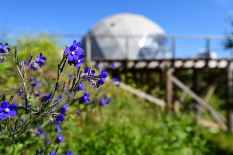 Paarse bloemen bij de Couple Domes in Wecamp Reserva Alecrim, Portugal, met blauwe lucht en zon.