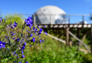 Paarse bloemen bij de Couple Domes in Wecamp Reserva Alecrim, Portugal, met blauwe lucht en zon.