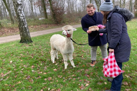 Two people feed an alpaca in a green park near Lodge Lysdann in Belgium on a chilly day.