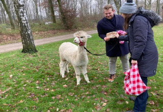 Two people feed an alpaca in a green park near Lodge Lysdann in Belgium on a chilly day.