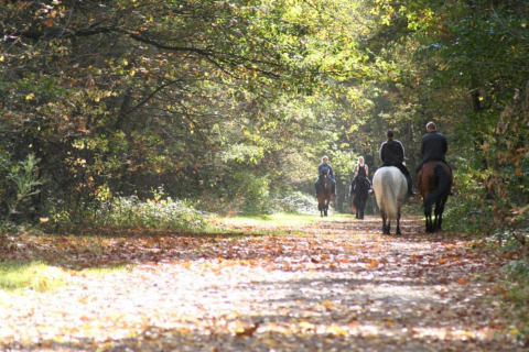 Four people riding horses along a sunlit forest path near the lodge Lysdann in Belgium.
