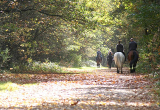 Four people riding horses along a sunlit forest path near the lodge Lysdann in Belgium.