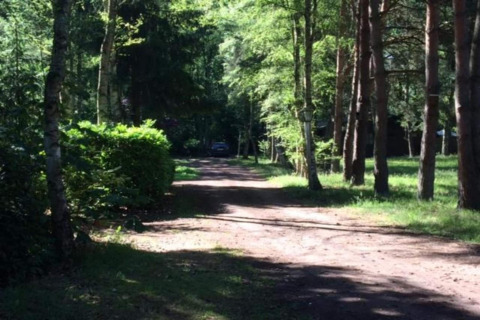 A forest path at the 'Lysdann' lodge in Belgium, lined with trees and green foliage in sunlight.