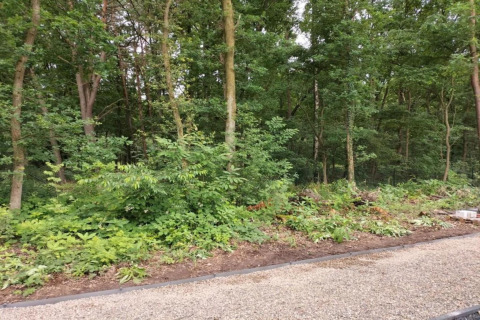 Gravel path beside the dense forest near Lysdann lodge in Belgium, surrounded by lush greenery.