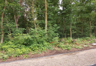 Gravel path beside the dense forest near Lysdann lodge in Belgium, surrounded by lush greenery.