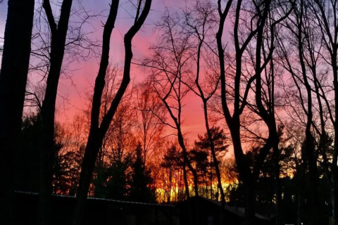 Colorful sunset sky viewed through trees at Lysdann lodge in Belgium, casting vibrant hues and silhouettes.