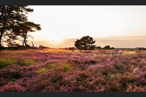 Sunset over heather fields near Lysdann Lodge in Belgium, with two people walking along a winding path.