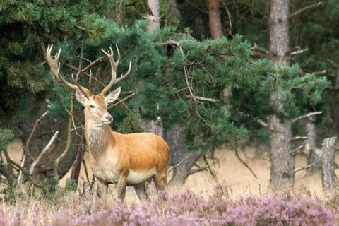 A majestic deer with large antlers stands in the forest near the Lysdann lodge in Belgium, surrounded by trees.