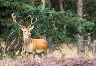 A majestic deer with large antlers stands in the forest near the Lysdann lodge in Belgium, surrounded by trees.
