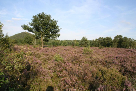 Scenic view near Lysdann lodge in Belgium with heathland, trees, and a clear blue sky above.