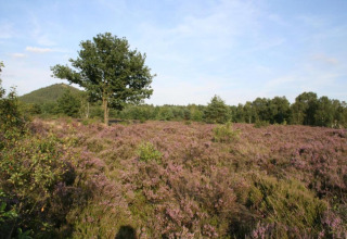Scenic view near Lysdann lodge in Belgium with heathland, trees, and a clear blue sky above.
