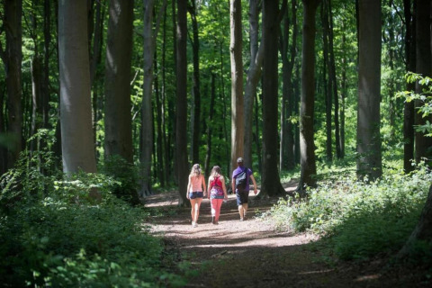 Three people walk along a forest path at Lysdann lodge in Belgium, surrounded by tall trees and sunlight.
