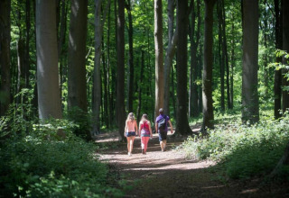 Three people walk along a forest path at Lysdann lodge in Belgium, surrounded by tall trees and sunlight.
