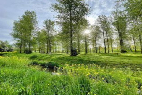 Sunny green landscape with tall trees and flowers at Lysdann Lodge in Belgium, serene springtime vibe.