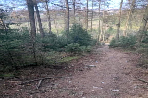 Sendero rodeado de pinos cerca de la casa móvil 'Manureva' en Bélgica en un día soleado.