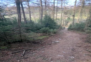 Sendero rodeado de pinos cerca de la casa móvil 'Manureva' en Bélgica en un día soleado.