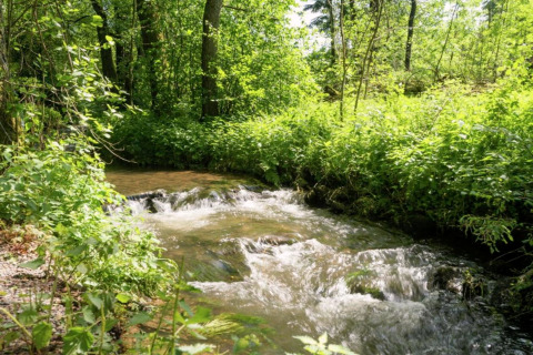 Un pequeño arroyo rodeado de vegetación verde, junto a la casa móvil Manureva en Bélgica.