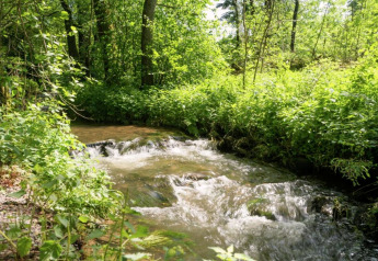 Un pequeño arroyo rodeado de vegetación verde, junto a la casa móvil Manureva en Bélgica.
