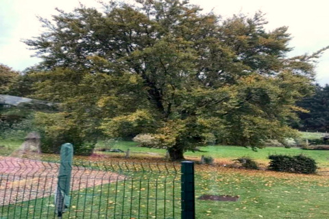 Gran árbol frondoso junto a la casa móvil Manureva en Bélgica, con césped verde y una valla delante.