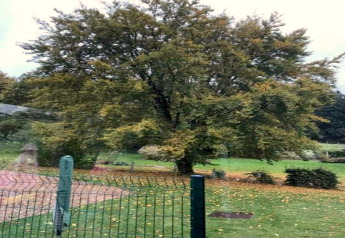 Gran árbol frondoso junto a la casa móvil Manureva en Bélgica, con césped verde y una valla delante.