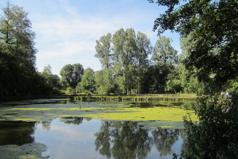 Vreedzaam meer met groene algen en bomen, gefotografeerd bij Les Peupliers de la pecherie in België.