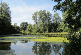 Vreedzaam meer met groene algen en bomen, gefotografeerd bij Les Peupliers de la pecherie in België.