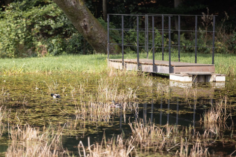 A small wooden bridge leads over a pond with ducks and reeds at Lodge Happiness in Belgium.