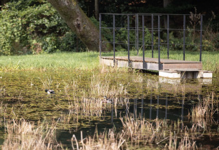 A small wooden bridge leads over a pond with ducks and reeds at Lodge Happiness in Belgium.