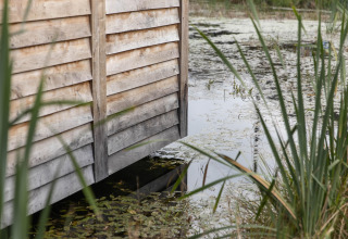 Wooden wall of Lodge Happiness in Belgium by a pond with reeds and floating leaves, tranquil setting.