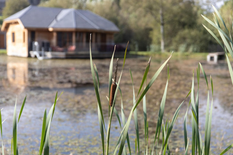 Cattails by a pond with a wooden lodge in the background at the lodge named «Happiness» in Belgium.