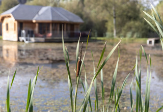 Cattails by a pond with a wooden lodge in the background at the lodge named «Happiness» in Belgium.
