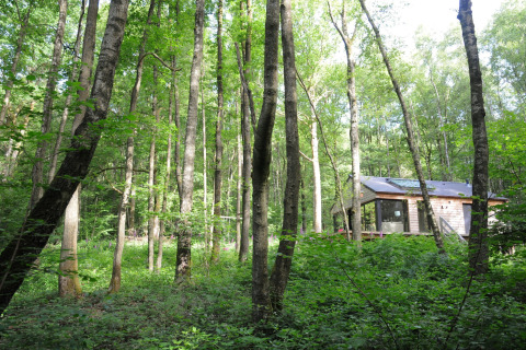 Een houten chalet, 'Droles d'écureuil', ligt tussen hoge bomen in een groene Belgische bosomgeving.