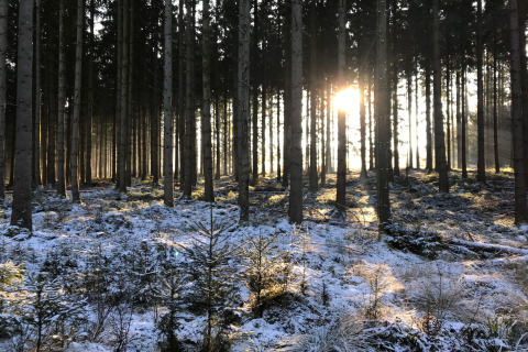 Sunlight filtering through tall trees in a snowy forest outside a scenic glamping accommodation stay.