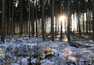 Sunlight filtering through tall trees in a snowy forest outside a scenic glamping accommodation stay.
