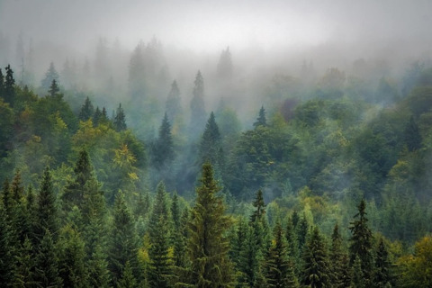 Misty forest landscape at a glamping site, featuring lush green conifers under a layer of morning fog.