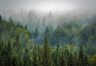 Misty forest landscape at a glamping site, featuring lush green conifers under a layer of morning fog.