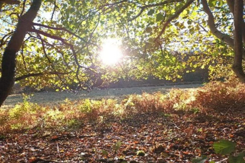 La luce del sole filtra tra i rami degli alberi vicino a uno chalet, illuminando il suolo coperto di foglie.