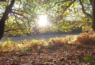 La luce del sole filtra tra i rami degli alberi vicino a uno chalet, illuminando il suolo coperto di foglie.