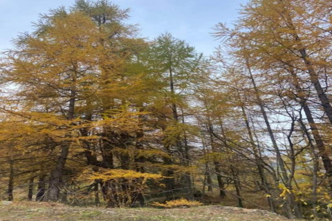 Larici autunnali dalle sfumature dorate fotografati da uno chalet sotto un limpido cielo azzurro.