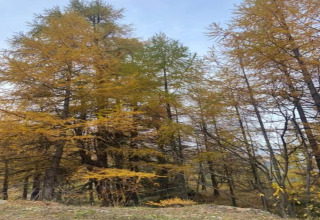 Larici autunnali dalle sfumature dorate fotografati da uno chalet sotto un limpido cielo azzurro.